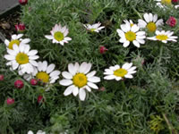 Anacyclus pyrethrum